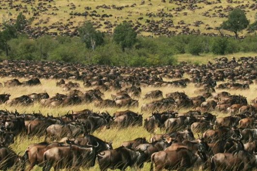 Masai Mara National Reserve