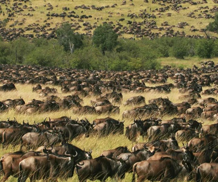 Days Safari to Masai Mara from Nairobi