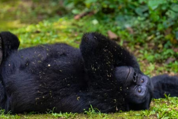Mountain Gorilla