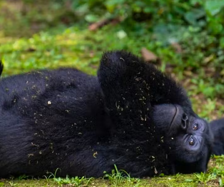 Mountain Gorilla