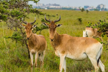 Nairobi NationalPark Safari