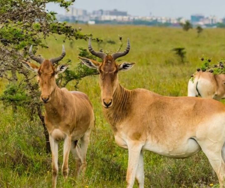 Nairobi NationalPark Safari
