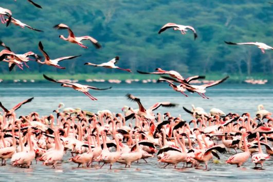 Safari to Lake Nakuru from Nairobi