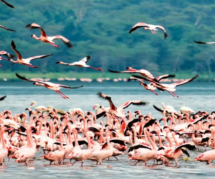 Safari to Lake Nakuru from Nairobi