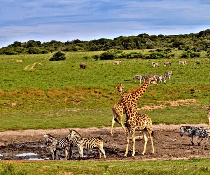 Safari to Masai Mara from Nairobi