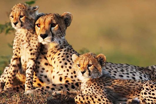 3 Day Meru National Park from Nairobi