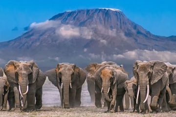 5 Days Safari – Tsavo East, Amboseli & Taita Salt Lick From Mombasa