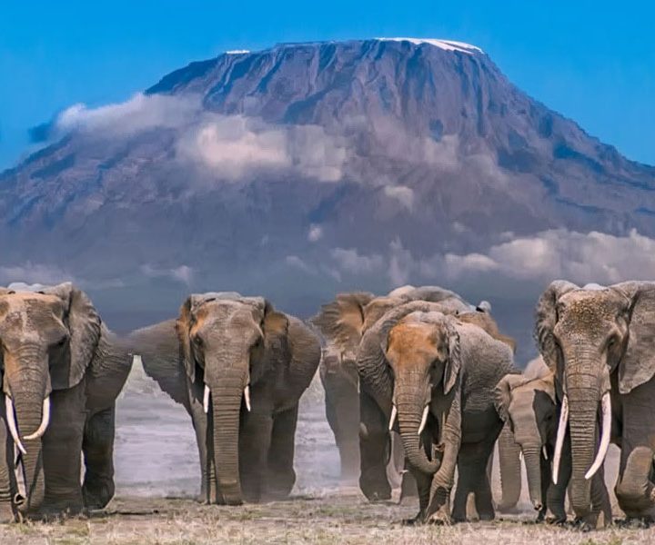 5 Days Safari – Tsavo East, Amboseli & Taita Salt Lick From Mombasa