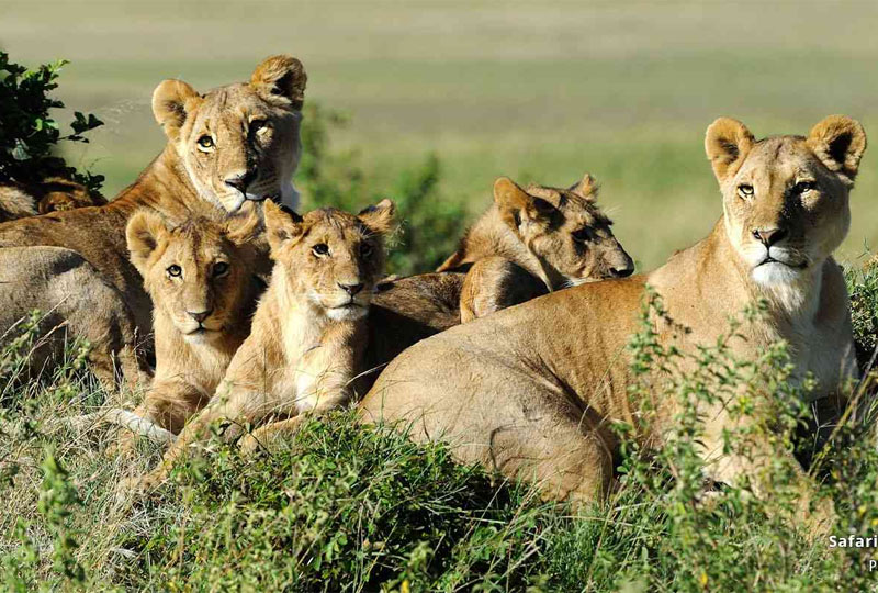 Big Five Safaris in Kenya Where to Spot Them