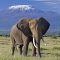 discover-amboseli -land -of-giants-and -kilimanjaro-views