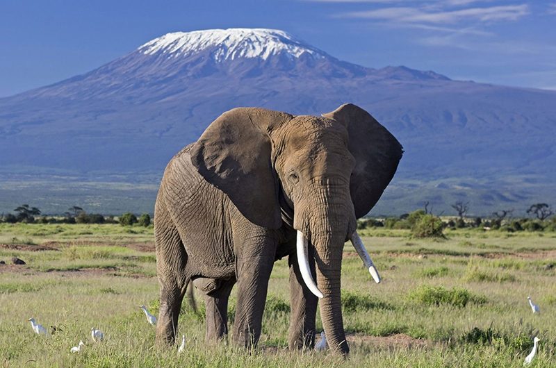 discover-amboseli -land -of-giants-and -kilimanjaro-views