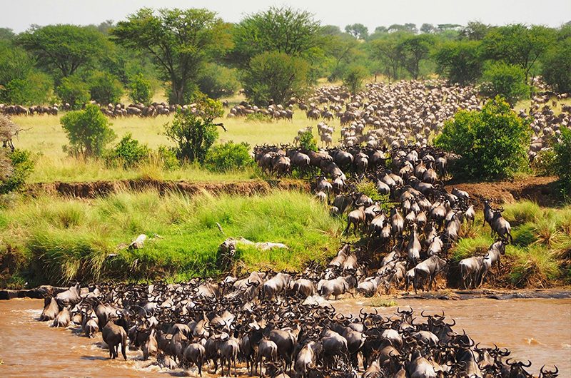 Exploring the Great Wildebeest Migration in Maasai Mara