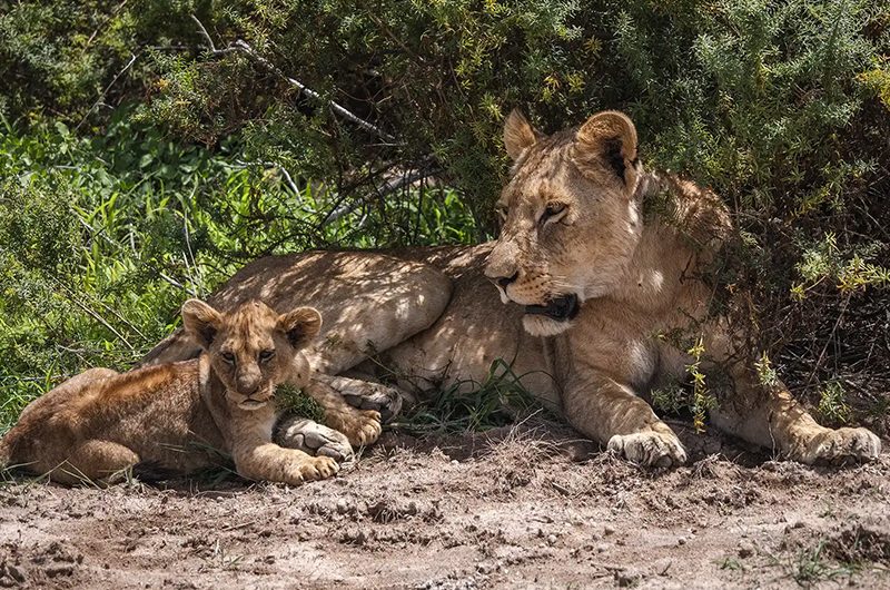 how-long-should-you-spend-on-a-kenya-safari