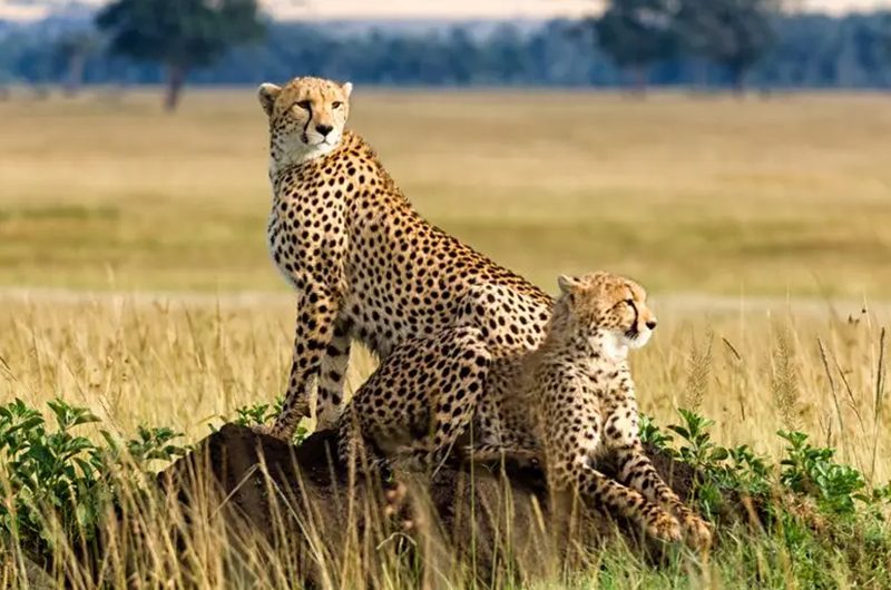 kenya-safari-costs-explained-budget-planning-tips