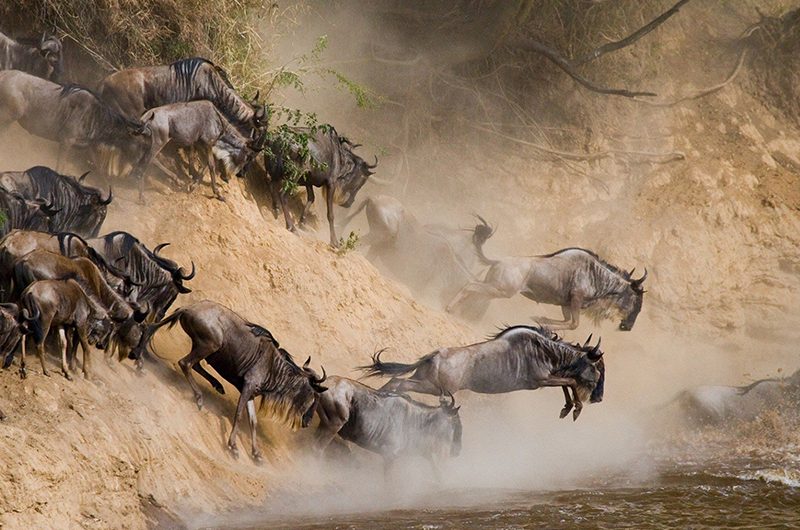 kenya-safari-tours-in-june-july-what-to-expect
