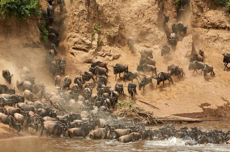 kenya-safari-tours-in-september–october-highlights