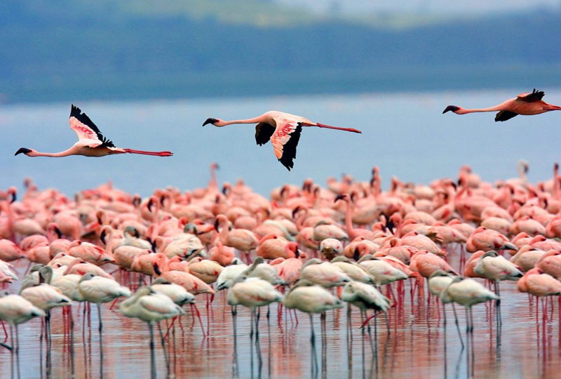 Kenya’s Best Bird Watching Destinations