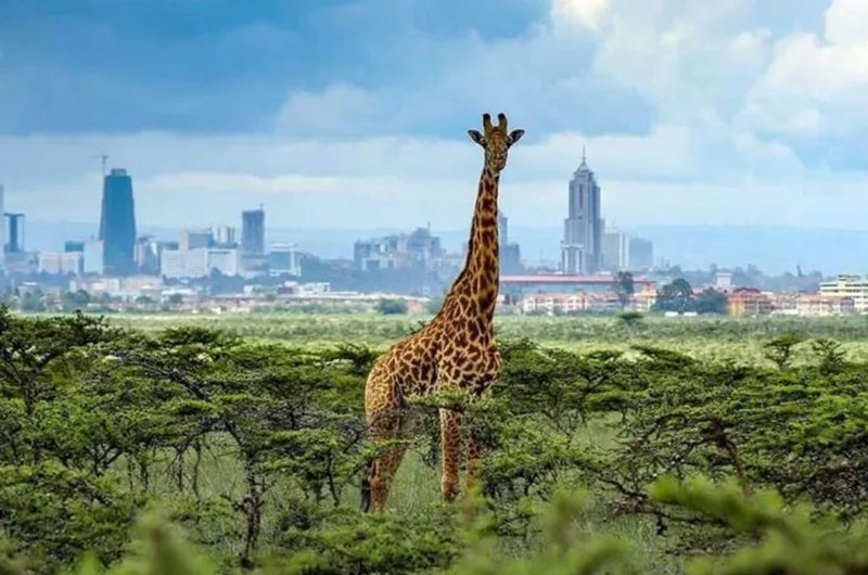 nairobi-national-park-a-safari-near-the-city