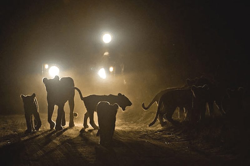 night-game-drives-in-kenya-what-you-ll-see