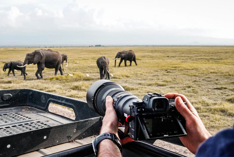 Safari Photography Tips Capture Stunning Wildlife Shots