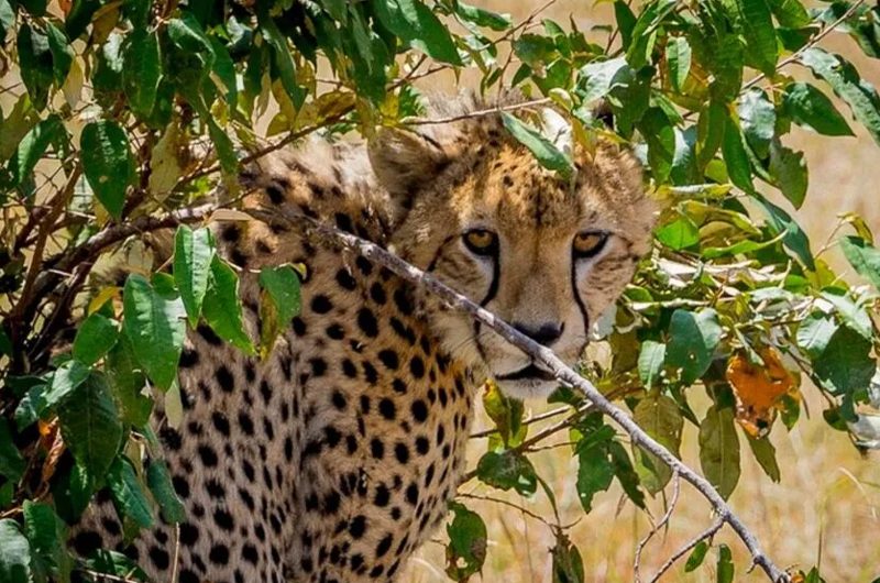 Top 10 Safari Parks in Kenya You Can’t Miss