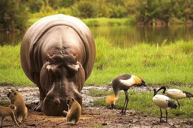 tsavo-east-vs-tsavo-west-which-safari-is-better