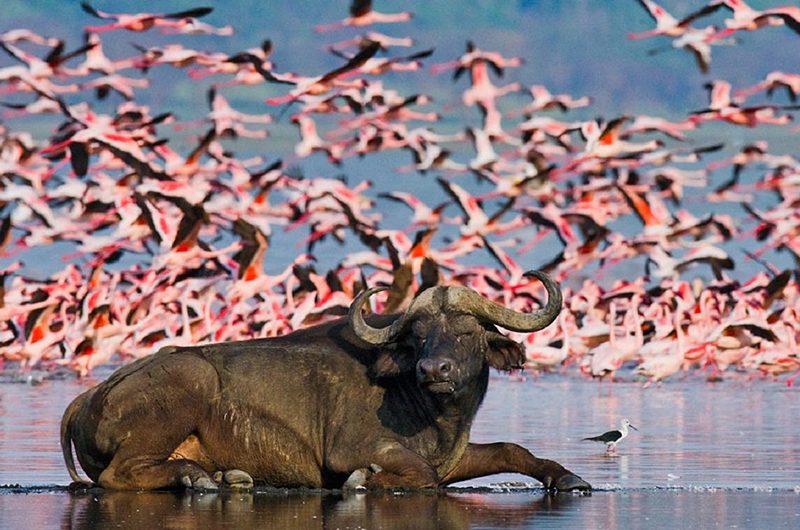 visiting-lake-nakuru-flamingos-&-more