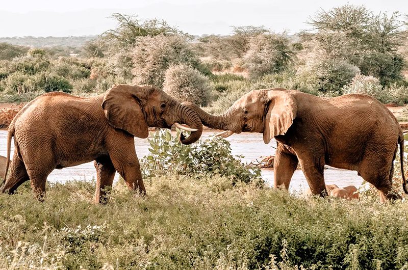what-makes-maasai-mara-the-jewel-of-kenya-safaris