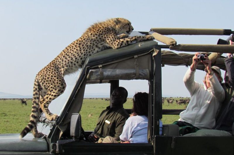 what-to-expect-on-your-first-game-drive-in-kenya