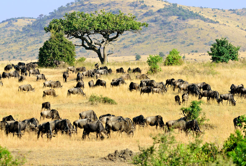 Why Choose a Maasai Mara Safari in 2025–2026