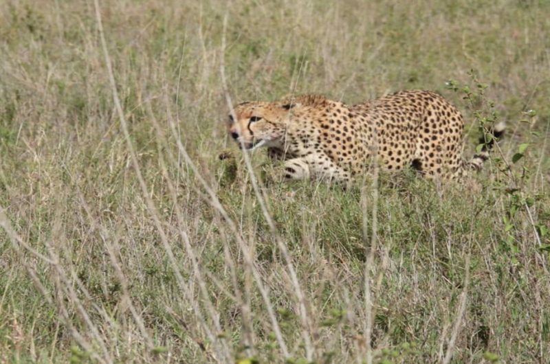 why-you-should-book-your-safari-early