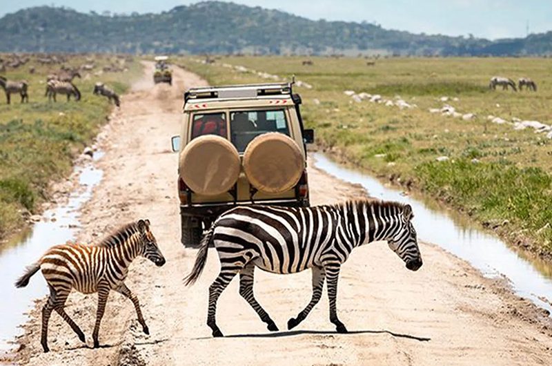 combining-kenya-tanzania-safaris-what-to-know