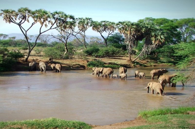 sustainable-travel-eco-friendly-safaris-in-kenya