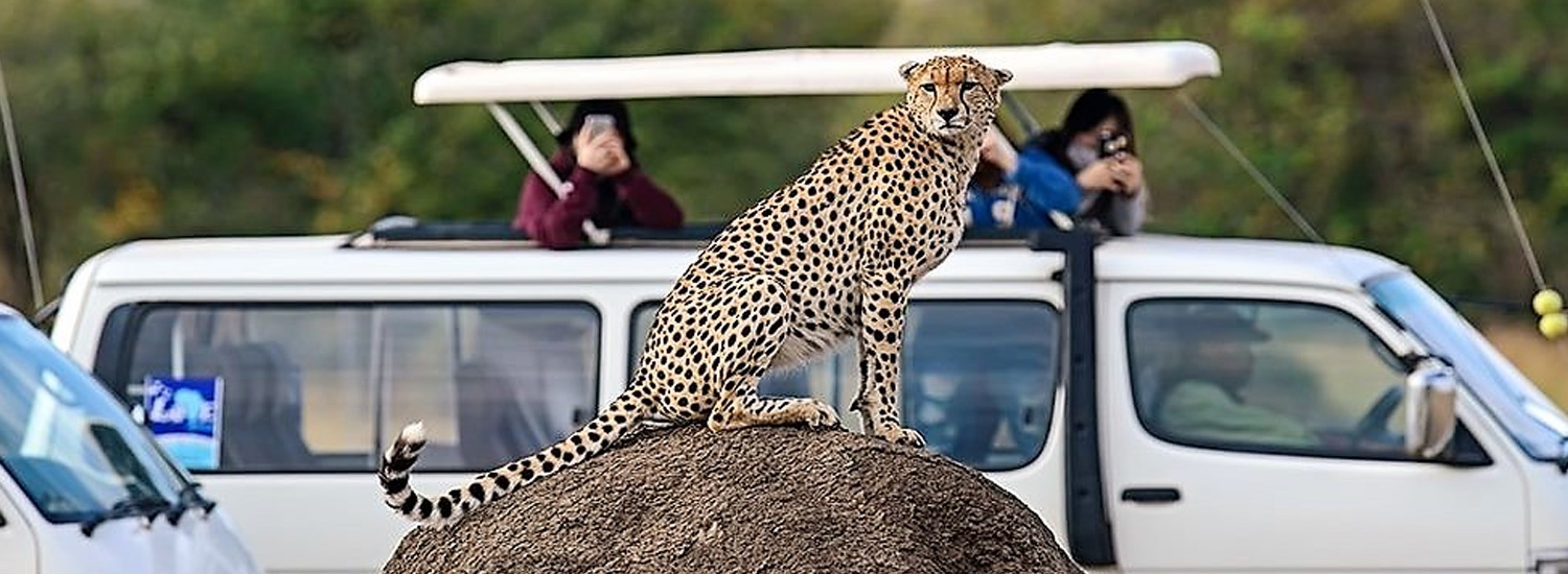 About Chacal Safaris