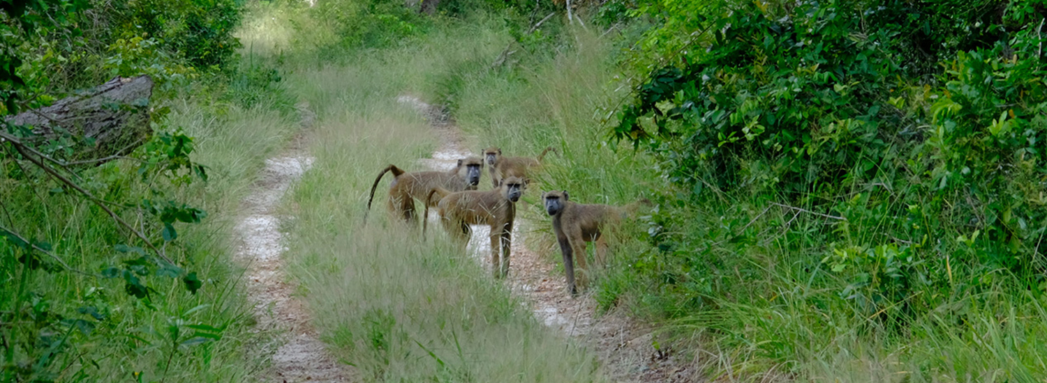 Arabuko Sokoke National Park