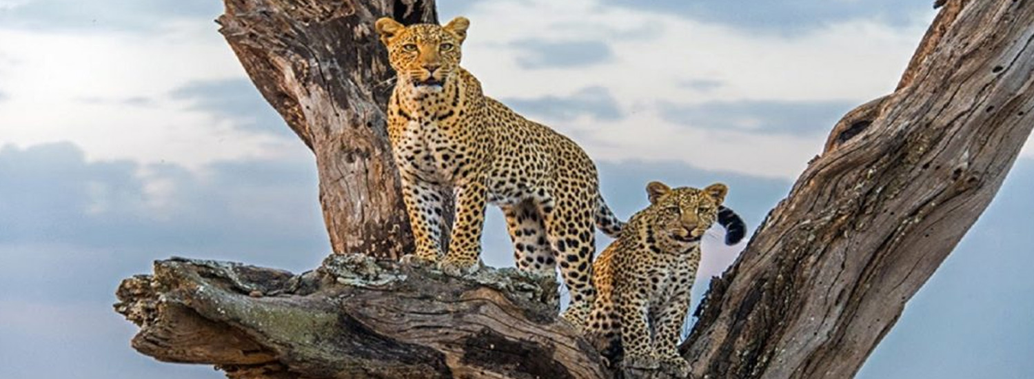 Meru National park