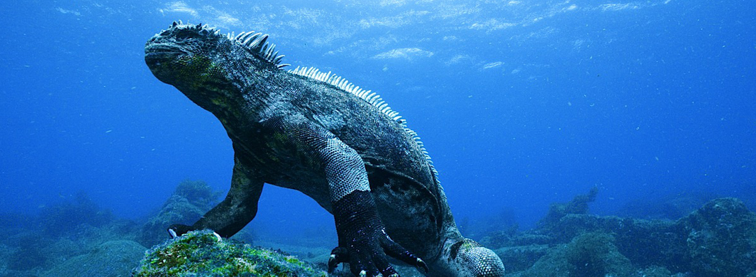 Mombasa Marine National Park