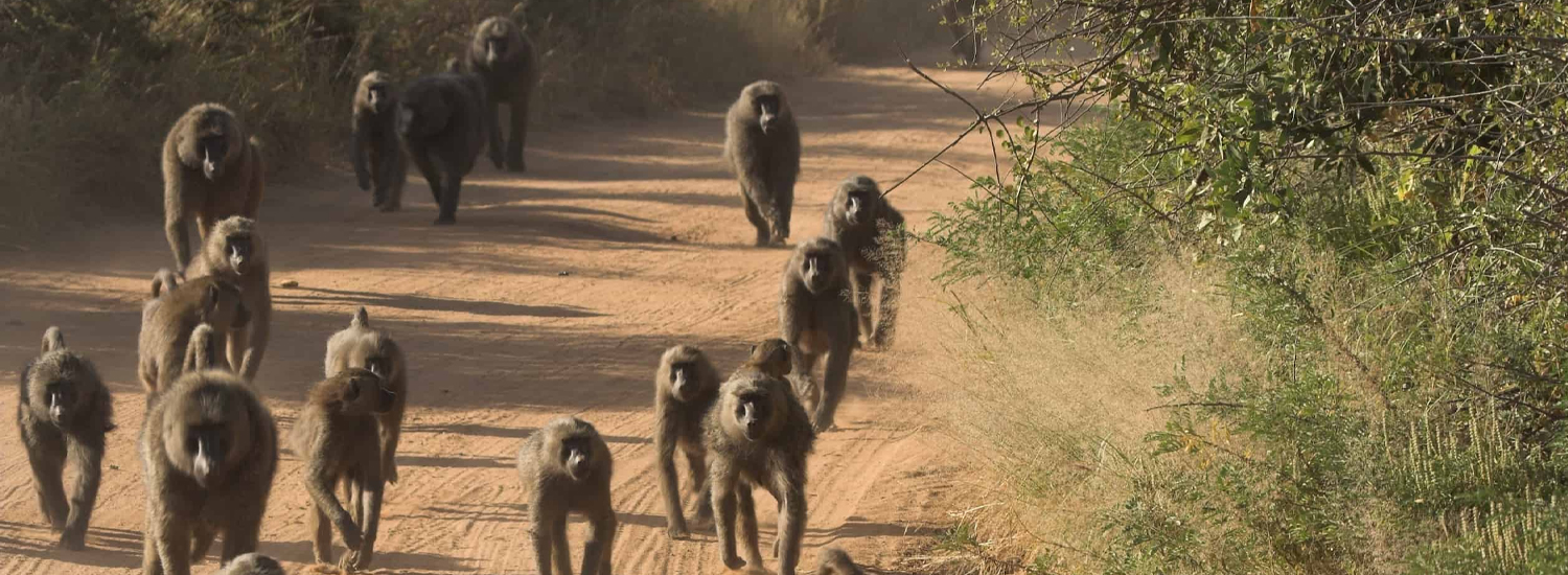 The National Parks of Kenya