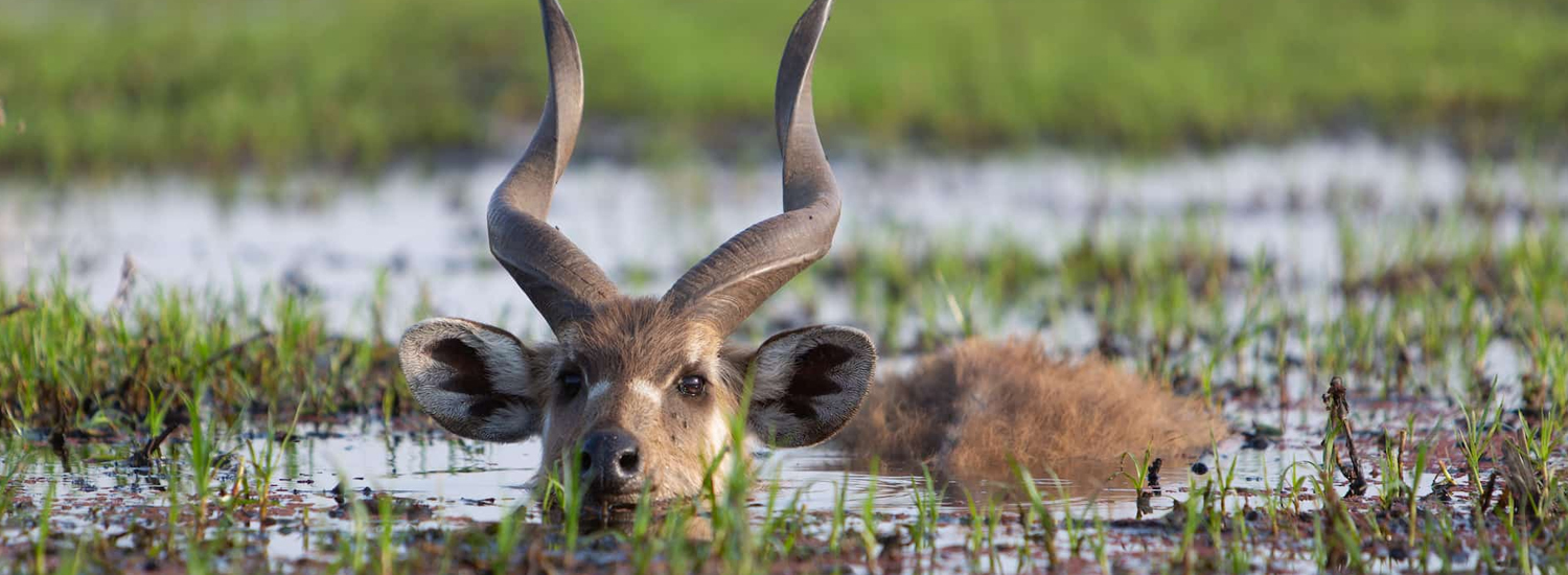 Saiwa Swamp National Park