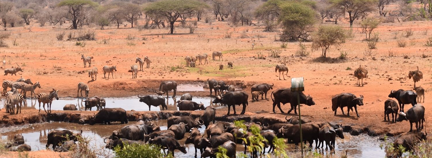 Tsavo West National Park