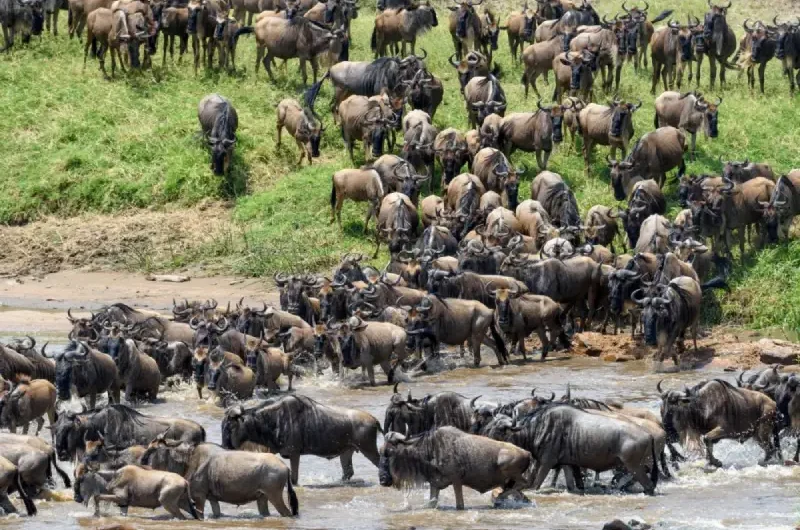 Migration Safari by Road or Air: Which Is Better?