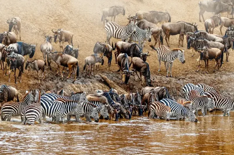 What Happens During the Mara River Crossing?