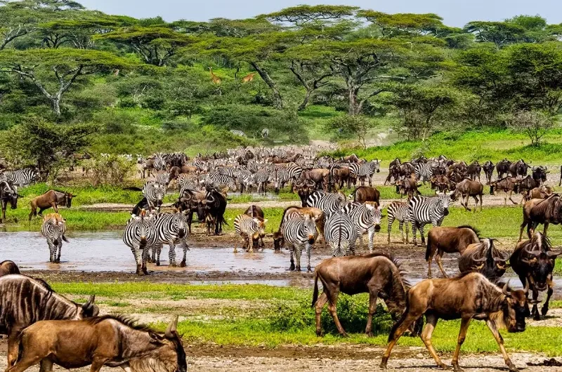 Why You Should Book a Guided Migration Safari with Chacal Safaris
