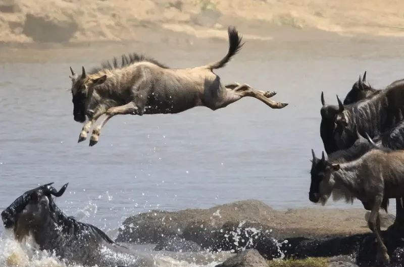 Safety Tips for Your Kenya Migration Safari