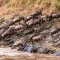 When Do Wildebeest Cross the Mara River?