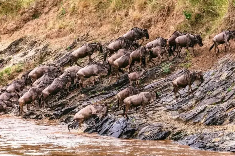 When Do Wildebeest Cross the Mara River?