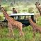 Travel to Kenya: Our Tips for Going on Safari