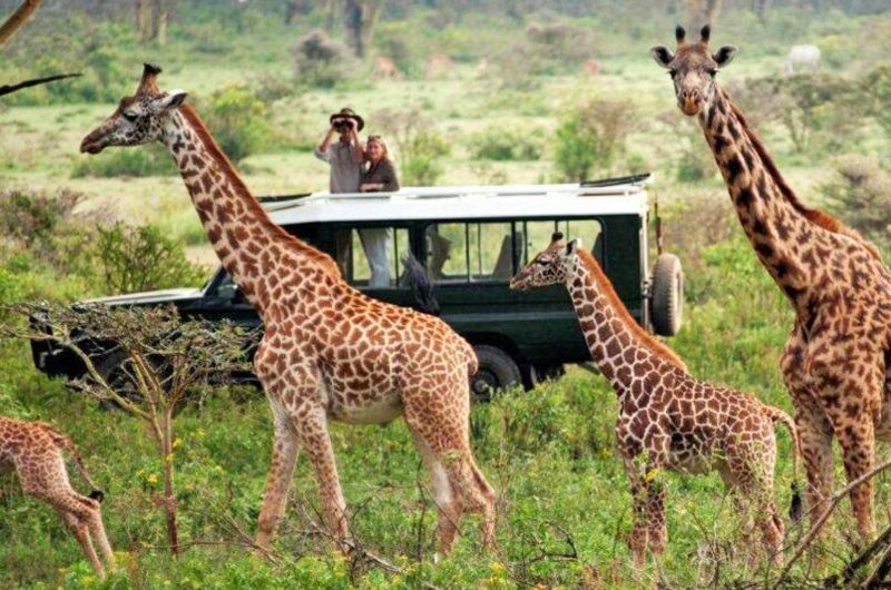 Travel to Kenya: Our Tips for Going on Safari